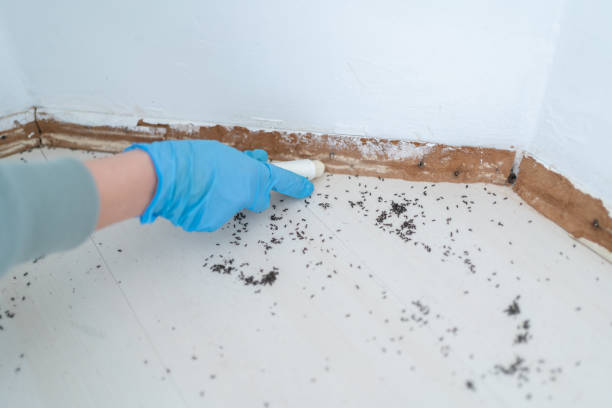 Best Termite Inspection and Treatment  in Lorton, VA